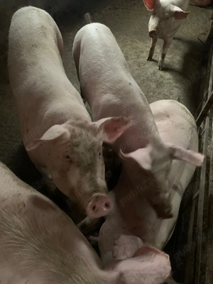 Porci pentru Craciun - imagine 2