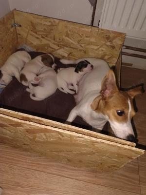 Catei de vanzare jack russell Jack russel terrier in bucaresti 