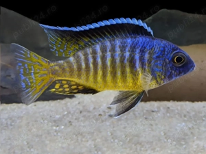 Execut si amenajez acvarii, Ofer servicii de mentenanta pentru acvarii.