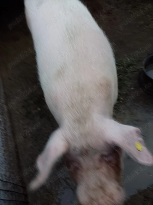 Vand porc de 250-300 kg pentru taiat - imagine 2