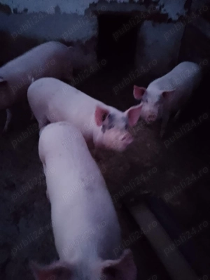 Vand purcei de 8 saptamani