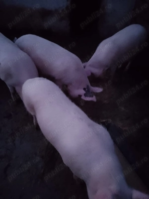 Vand purcei de 8 saptamani - imagine 2