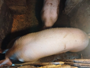 porci pentru Crăciun 