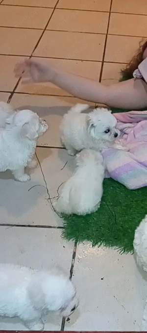 Bichon maltez  puri
