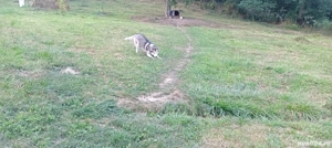 Vând câine husky 