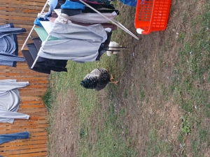 De v nzare cocoși 3 bucăți rasă wyanodotte - imagine 2