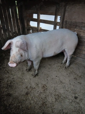 Porci și purcei de rasă 