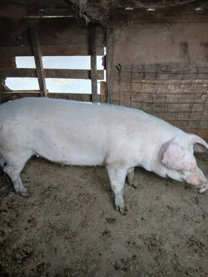 Porci și purcei diferite rase 