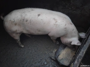 Vad porc la alegere din 2 170-180 kg  - imagine 2