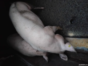 Vad porc la alegere din 2 170-180 kg  - imagine 3