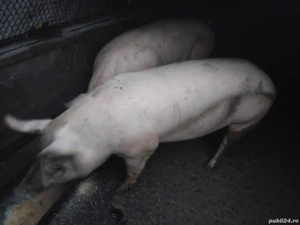 Vad porc la alegere din 2 170-180 kg 