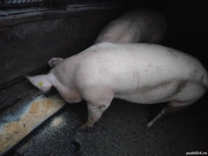 Vad porc la alegere din 2 170-180 kg  - imagine 4