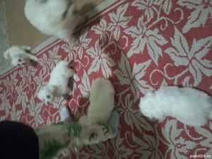 sebastian1234 - imagine 3