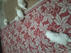 sebastian1234 - imagine 2