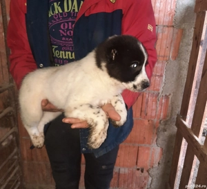 Catei Ciobanesc asia centrala 9 saptamani