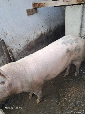 porci pentru craciun - imagine 3