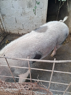 porci pentru craciun - imagine 4