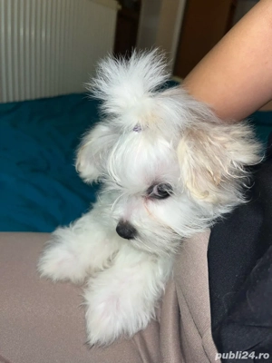 Bichon Fetiță - imagine 3