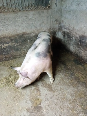 de vînzare porci  - imagine 2