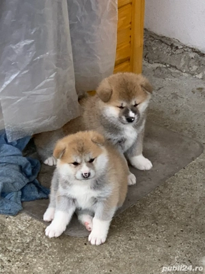 Akita Inu pui deosebiti  de vanzare - imagine 2