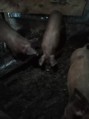 Vând porci duroc - imagine 2