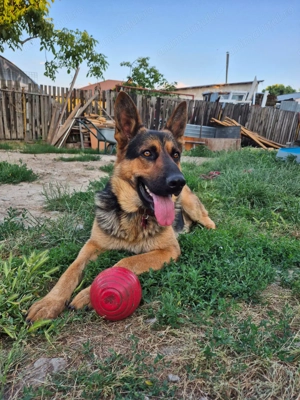 Ciobanesc German Negru  - imagine 2