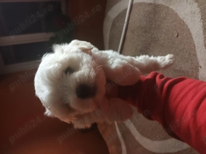 Bichon maltez mini toy 