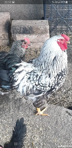 Găini de vînzare - imagine 2