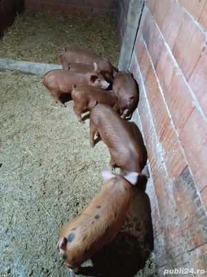Vând purcei, rasa duroc, 