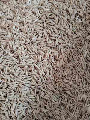 De vânzare ovăz și baloți de paie 