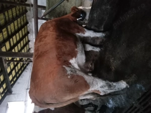 De vanzare vaci de abator