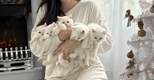 British Shorthair alb 