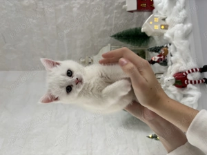 British Shorthair alb  - imagine 3