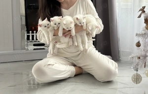 British Shorthair alb  - imagine 2