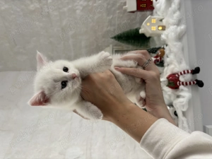British Shorthair alb  - imagine 4