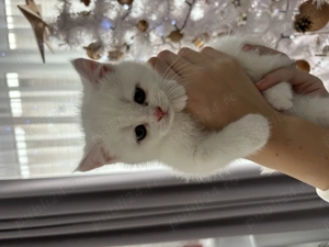 British Shorthair alb  - imagine 5