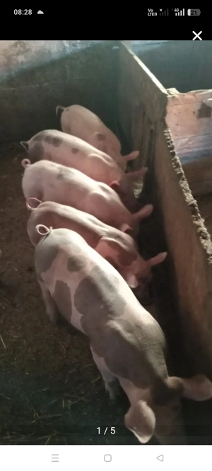 Purcei disponibili , 10-13 săptămâni !!!