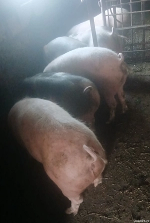 porci de vânzare 