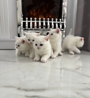 British Shorthair alb  - imagine 3