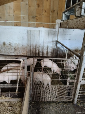 purcei de vînzare  - imagine 3