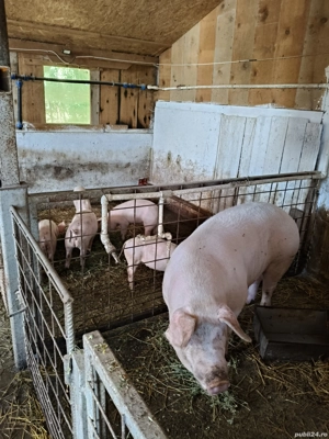 purcei de vînzare  - imagine 2