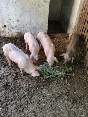 purcei de vînzare  - imagine 5