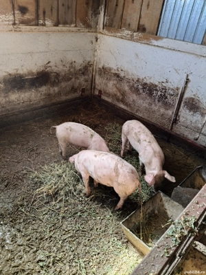 purcei de vînzare  - imagine 4