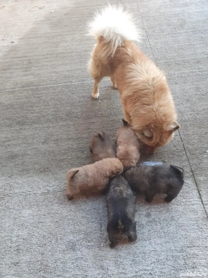 disponibili ,puii au doar 8 saptamani !Sunt mancaciosi si foarte pufosi . - imagine 2