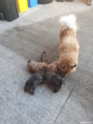 disponibili ,puii au doar 8 saptamani !Sunt mancaciosi si foarte pufosi . - imagine 4