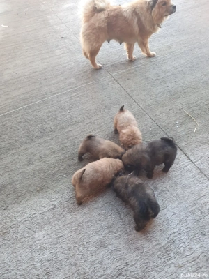 disponibili ,puii au doar 8 saptamani !Sunt mancaciosi si foarte pufosi . - imagine 3