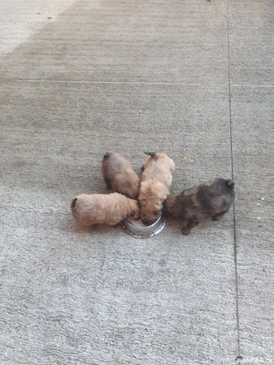 disponibili ,puii au doar 8 saptamani !Sunt mancaciosi si foarte pufosi . - imagine 5