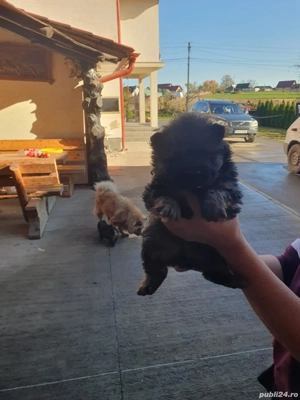 disponibili ,puii au doar 8 saptamani !Sunt mancaciosi si foarte pufosi .