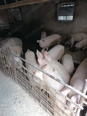 Vand porci mari - imagine 3