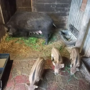 purceii mistretii de vanzare